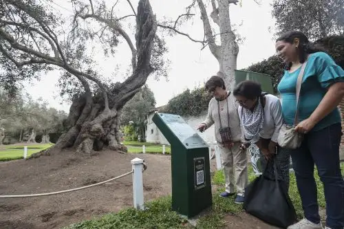 Día Internacional de los Bosques Tropicales: Serfor y Municipalidad de San Isidro impulsan ruta de árboles patrimoniales