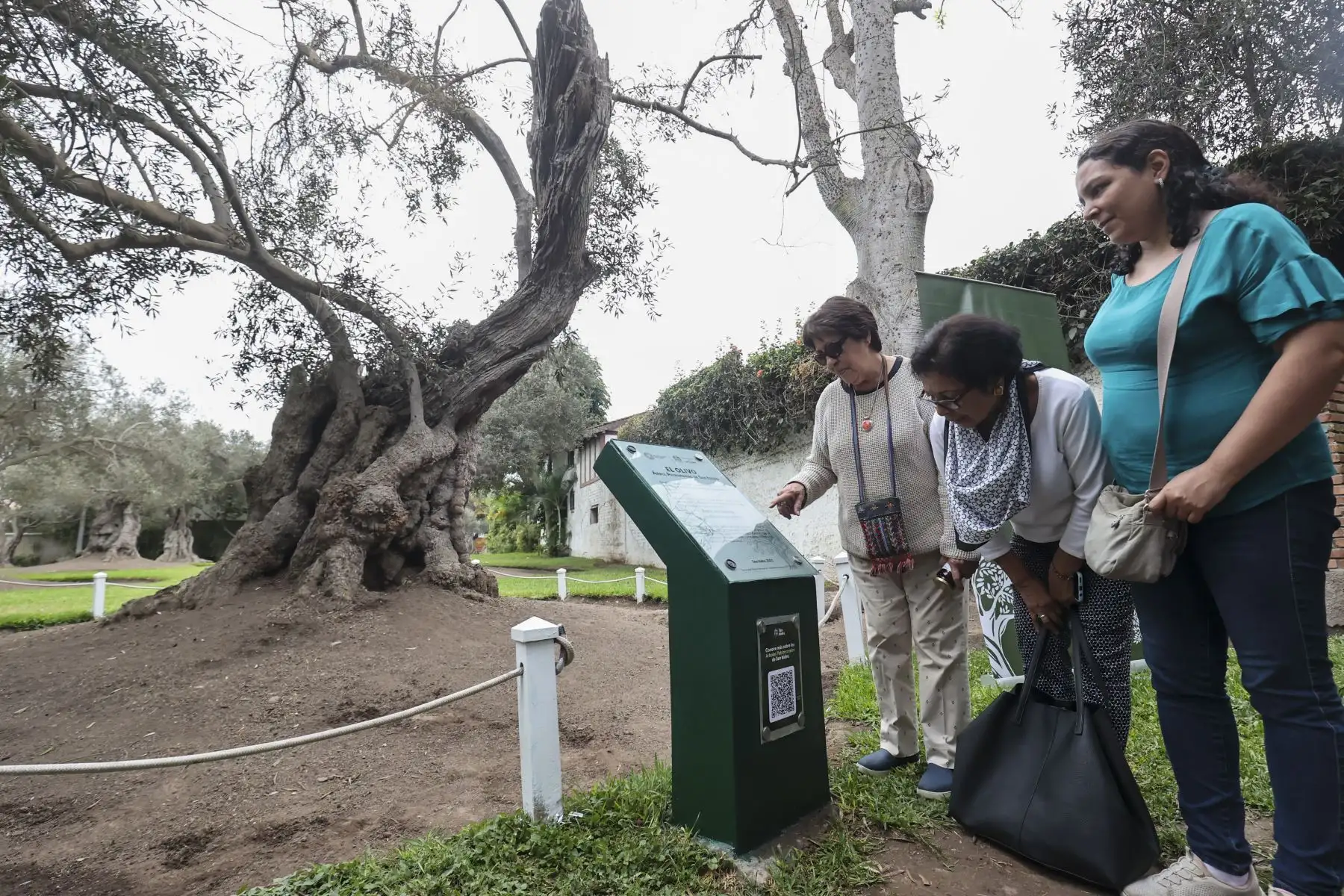 Personal de SERFOR y de la Municipalidad de San Isidro presenta a los vecinos la ruta para conocer los árboles patrimoniales que guardan siglos de historia como es el árbol de olivo plantado hace más de 300 años por el Fray San Martín de Porres.

Foto:ANDINA / Juan Carlos Guzmán Negrini
