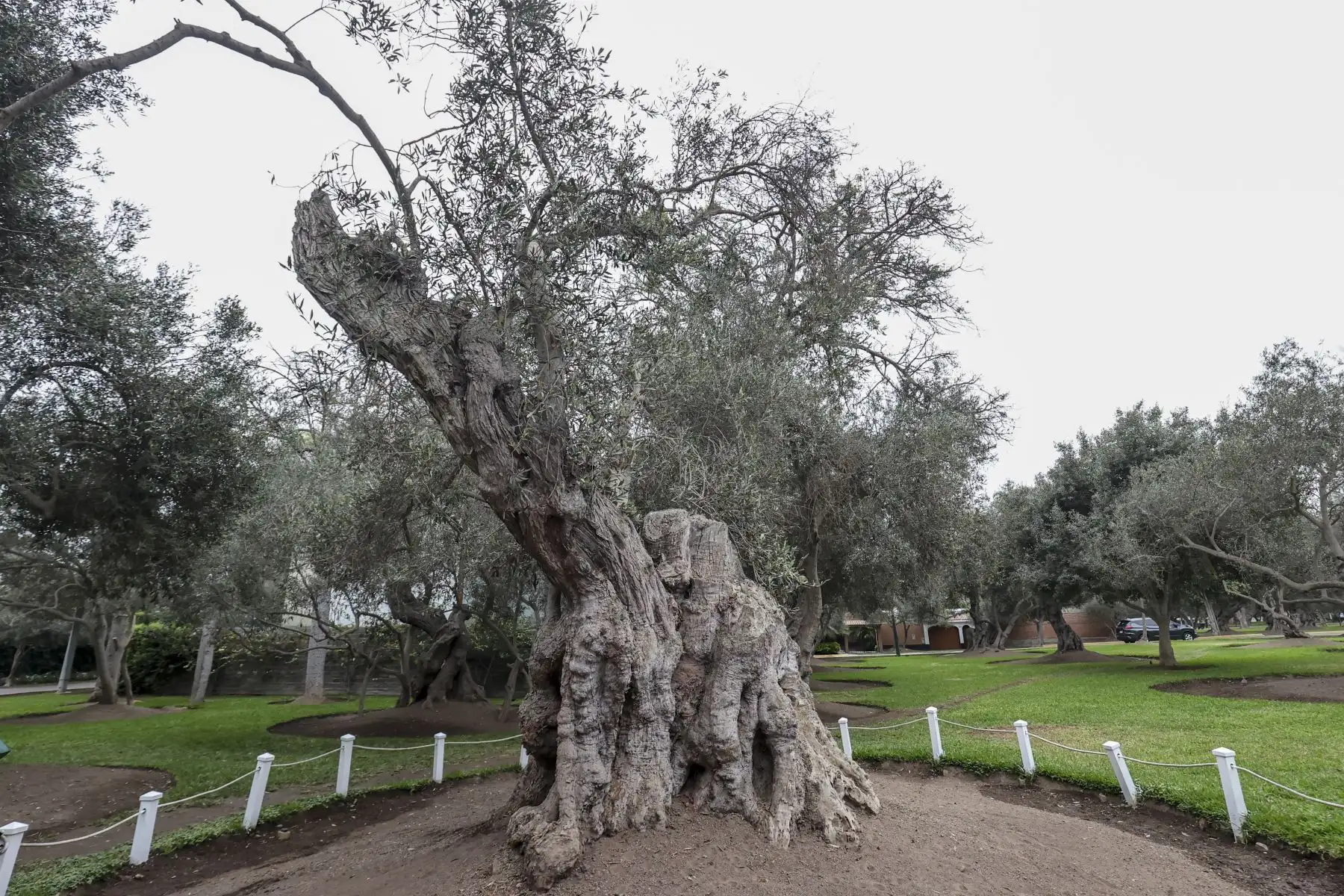 Los árboles patrimoniales destacan por su longevidad, belleza, valor histórico y relación con la memoria colectiva de las comunidades. Foto: ANDINA/Juan Carlos Guzmán.