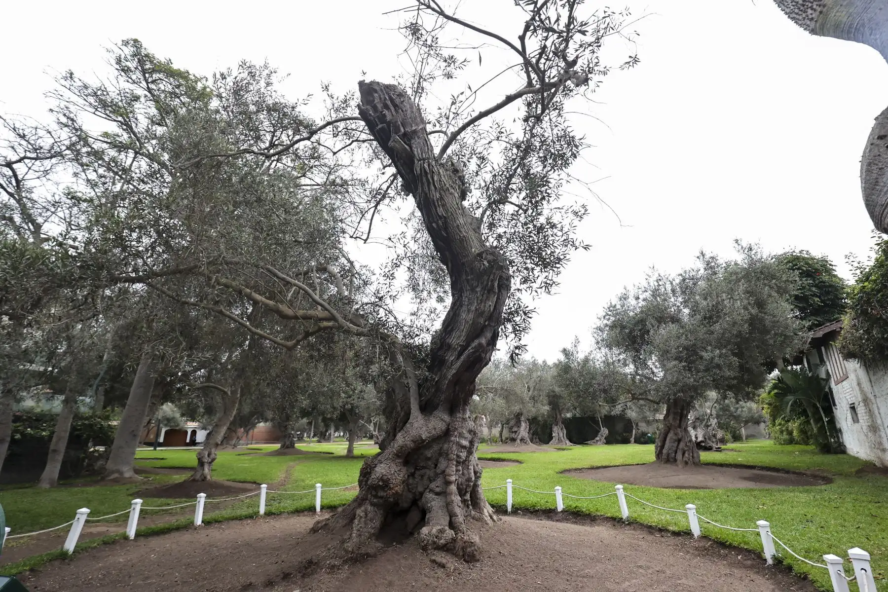 Un árbol patrimonial forma parte del circuito ecoturístico impulsado por el Serfor y la Municipalidad de San Isidro para promover la conservación del patrimonio natural y cultural. Foto: ANDINA/Juan Carlos Guzmán.