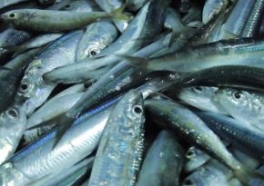 El calentamiento del mar por efecto del fenómeno de El Niño Costero modifica el hábitat natural de la anchoveta y obliga a esta especie a migrar a zonas donde hay aguas frías, como el sur de Perú, afirmó el especialista del Imarpe y vocero del Enfen, Luis Vásquez. ANDINA/Difusión
