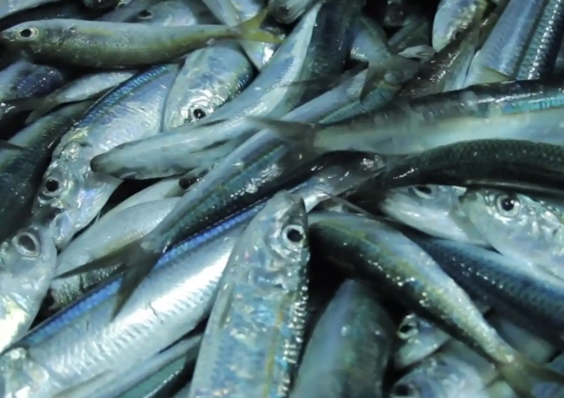El Niño amenaza la reproducción y distribución de anchoveta en Perú