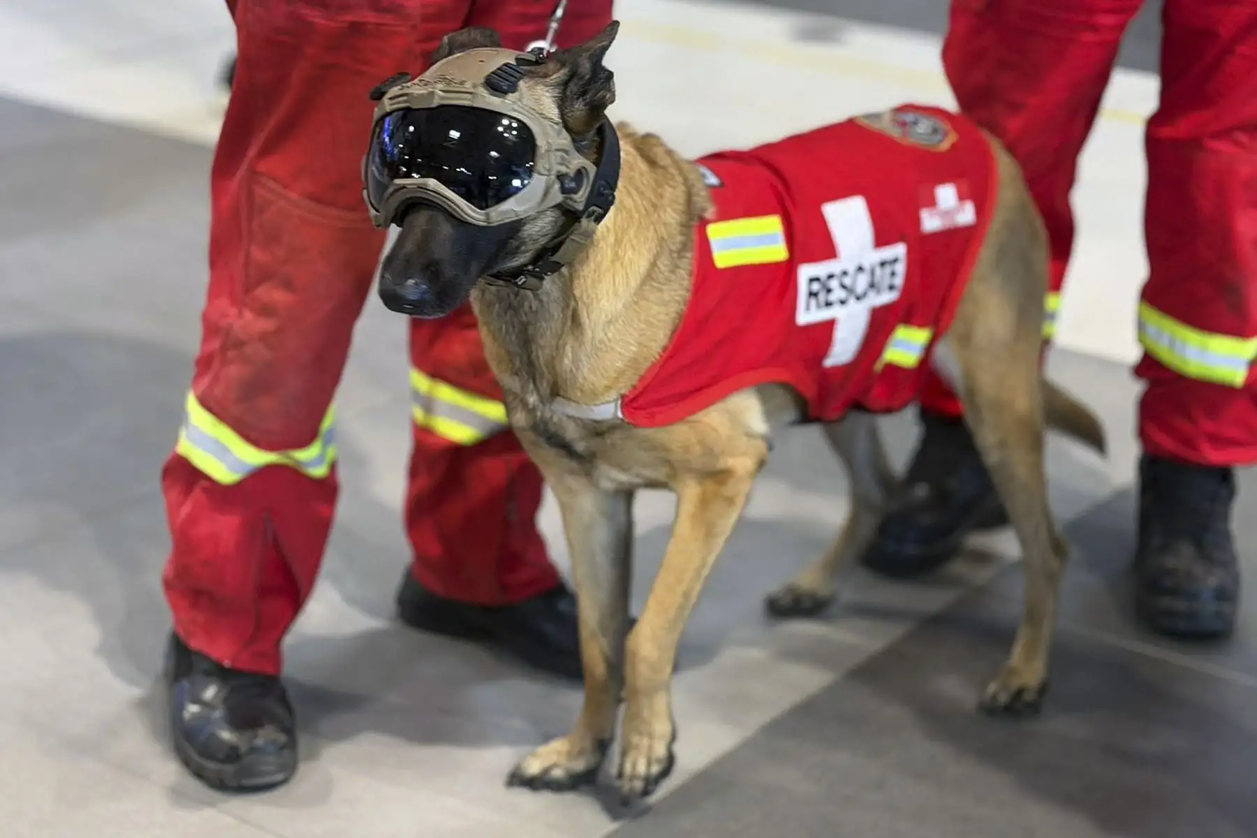 Más de 40 bomberos voluntarios del equipo USAR del Cuerpo General de Bomberos Voluntarios del Perú partieron hacia Venezuela para reforzar las labores de búsqueda y rescate tras el terremoto que afectó al país. Entre ellos viaja Kaira, una pastora belga malinois de 4 años, entrenada como perrita rescatista para localizar a personas desaparecidas y atrapadas entre los escombros. Foto: Mininter