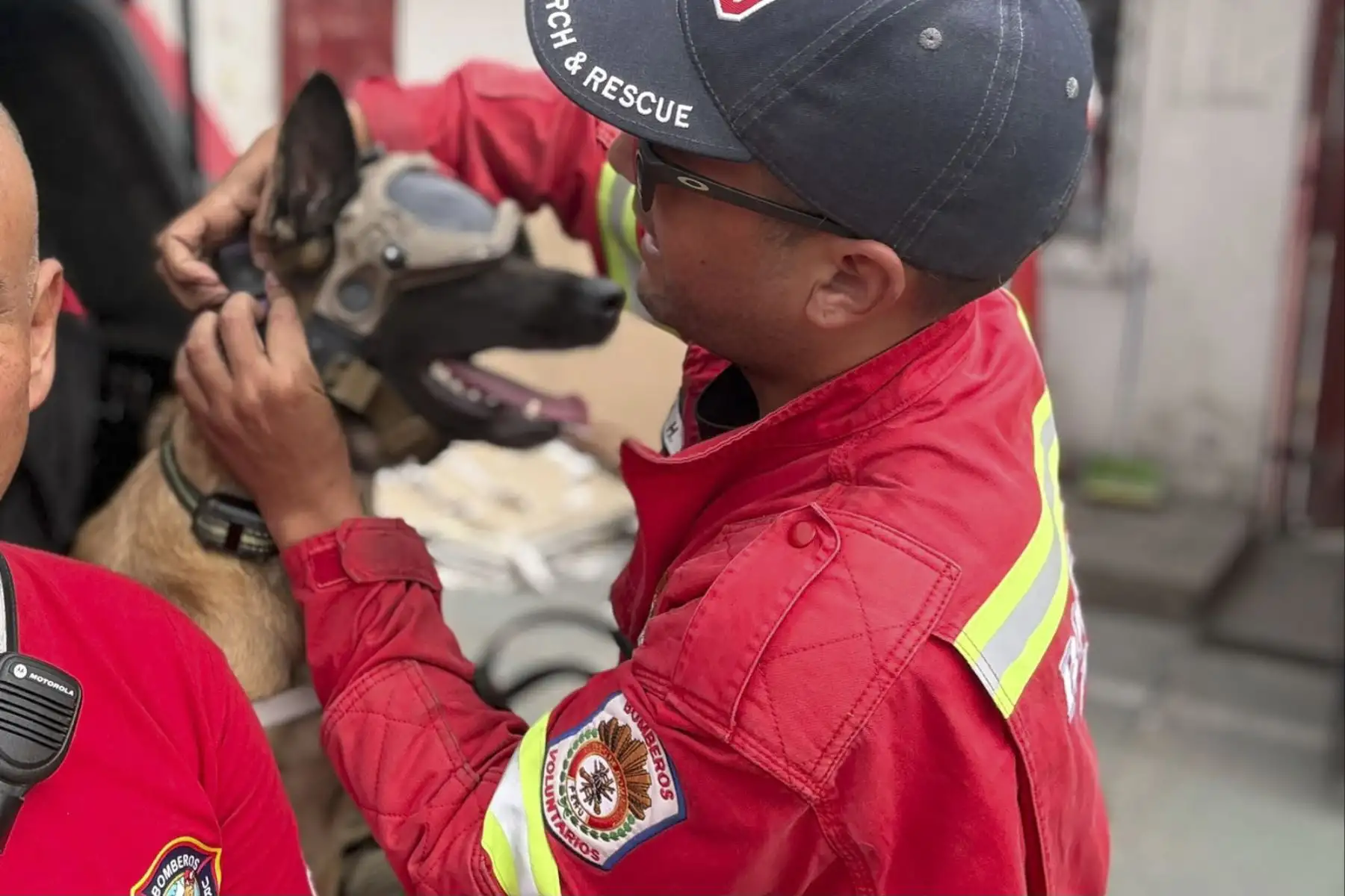 Más de 40 bomberos voluntarios del equipo USAR del Cuerpo General de Bomberos Voluntarios del Perú partieron hacia Venezuela para reforzar las labores de búsqueda y rescate tras el terremoto que afectó al país. Entre ellos viaja Kaira, una pastora belga malinois de 4 años, entrenada como perrita rescatista para localizar a personas desaparecidas y atrapadas entre los escombros. Foto: Mininter