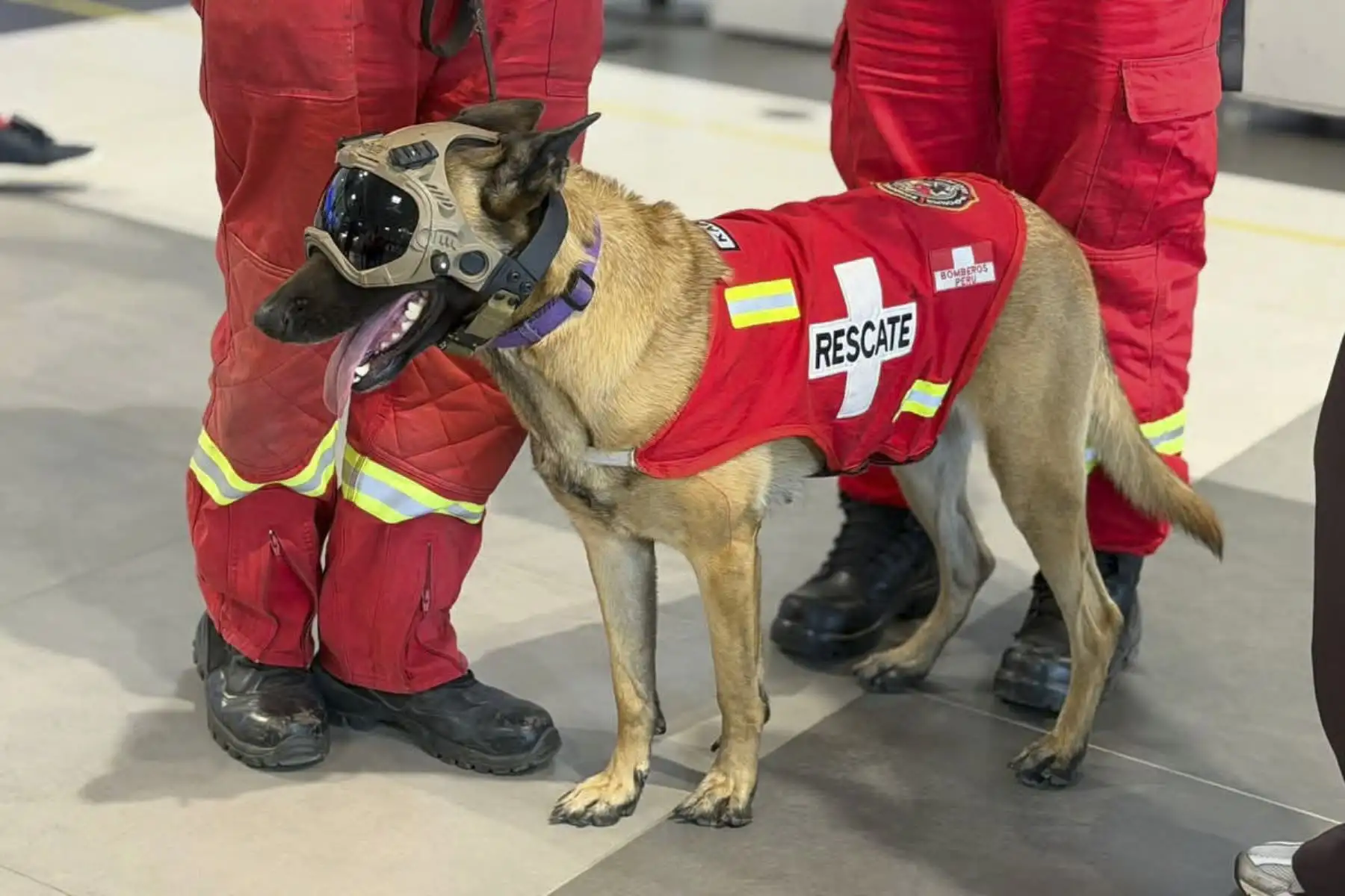 Más de 40 bomberos voluntarios del equipo USAR del Cuerpo General de Bomberos Voluntarios del Perú partieron hacia Venezuela para reforzar las labores de búsqueda y rescate tras el terremoto que afectó al país. Entre ellos viaja Kaira, una pastora belga malinois de 4 años, entrenada como perrita rescatista para localizar a personas desaparecidas y atrapadas entre los escombros. Foto: Mininter