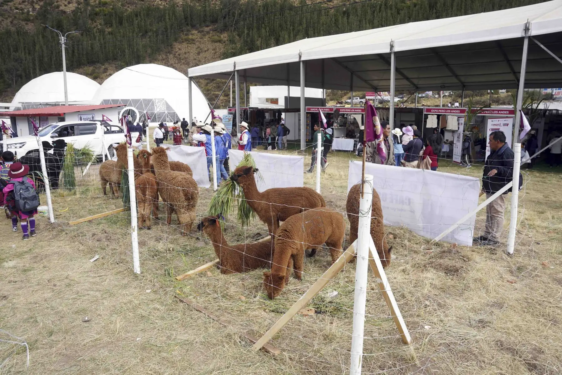 Leyenda: Criadores de alpaca enseñan a los asistentes el proceso de producción industrial de la lana de este mamífero rumiante de la familia de los camélidos. Foto: ANDINA/Genry Bautista