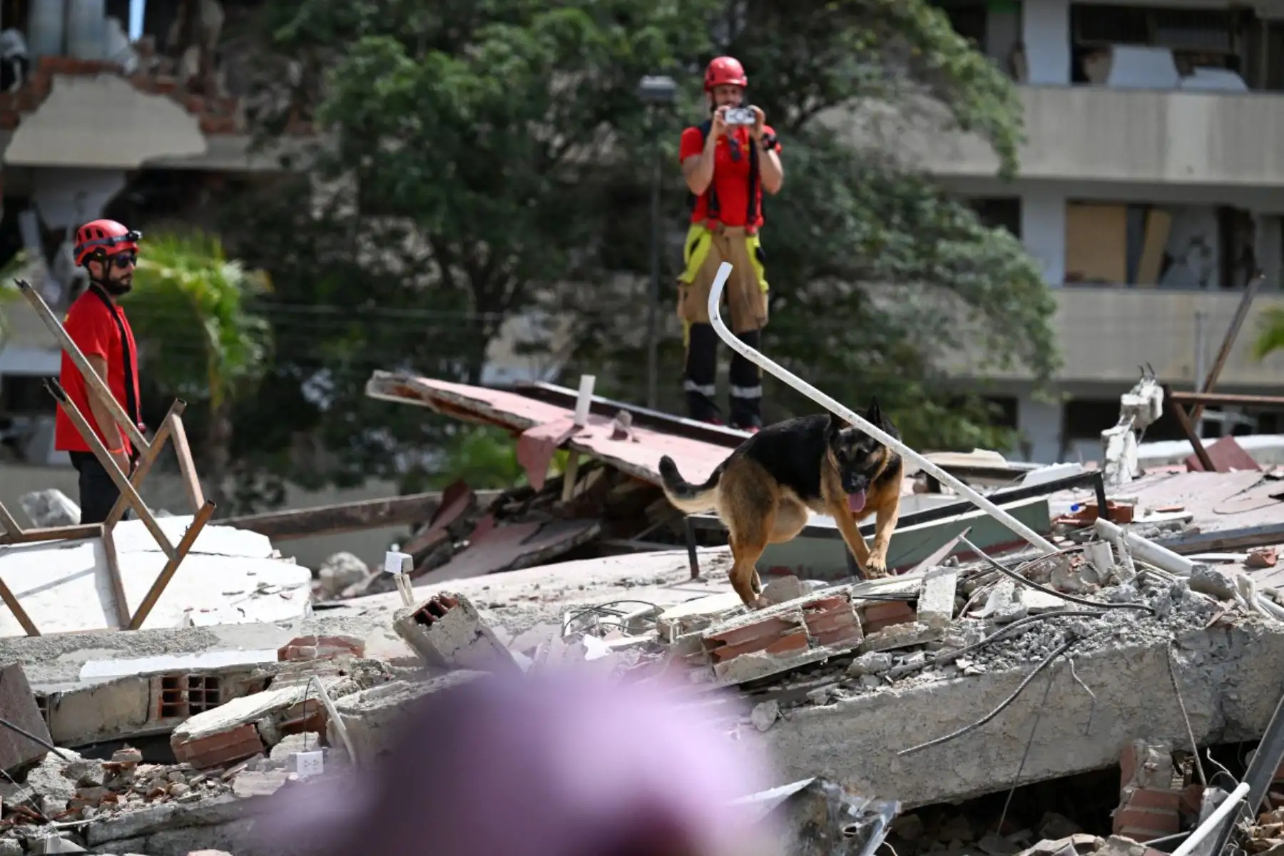 Un perro de rescate español busca posibles víctimas entre los escombros de un edificio derrumbado en Catia La Mar, estado de La Guaira, Venezuela, tras los terremotos. Miles de rescatistas, familiares y voluntarios excavan día y noche entre montones de concreto para encontrar sobrevivientes de los terremotos que azotaron Venezuela hace más de tres días. Foto: ANDINA/AFP