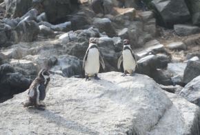 Pingüinos de Humboldt.