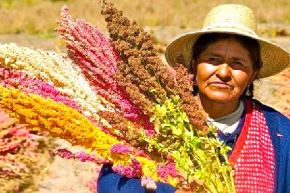 Conservar los granos andinos no solo permite proteger especies y variedades de alto valor genético, sino también preservar los conocimientos ancestrales, las prácticas agrícolas sostenibles y los ecosistemas que hacen posible su producción. Foto: Minam