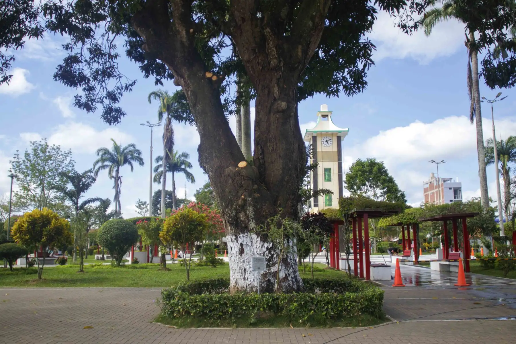 Árboles patrimoniales: promueven protección de shihuahuaco, el gigante de la Amazonía