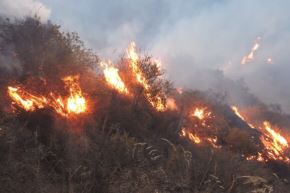En el Perú, el 98% de los incendios forestales es ocasionado por actividades humanas, sobre todo por quemas agrícolas y pecuarias. Foto: Minam