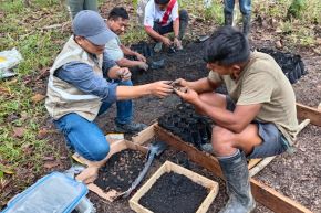 El palo de rosa desempeña un papel importante en el equilibrio de los bosques amazónicos. Foto: IIAP