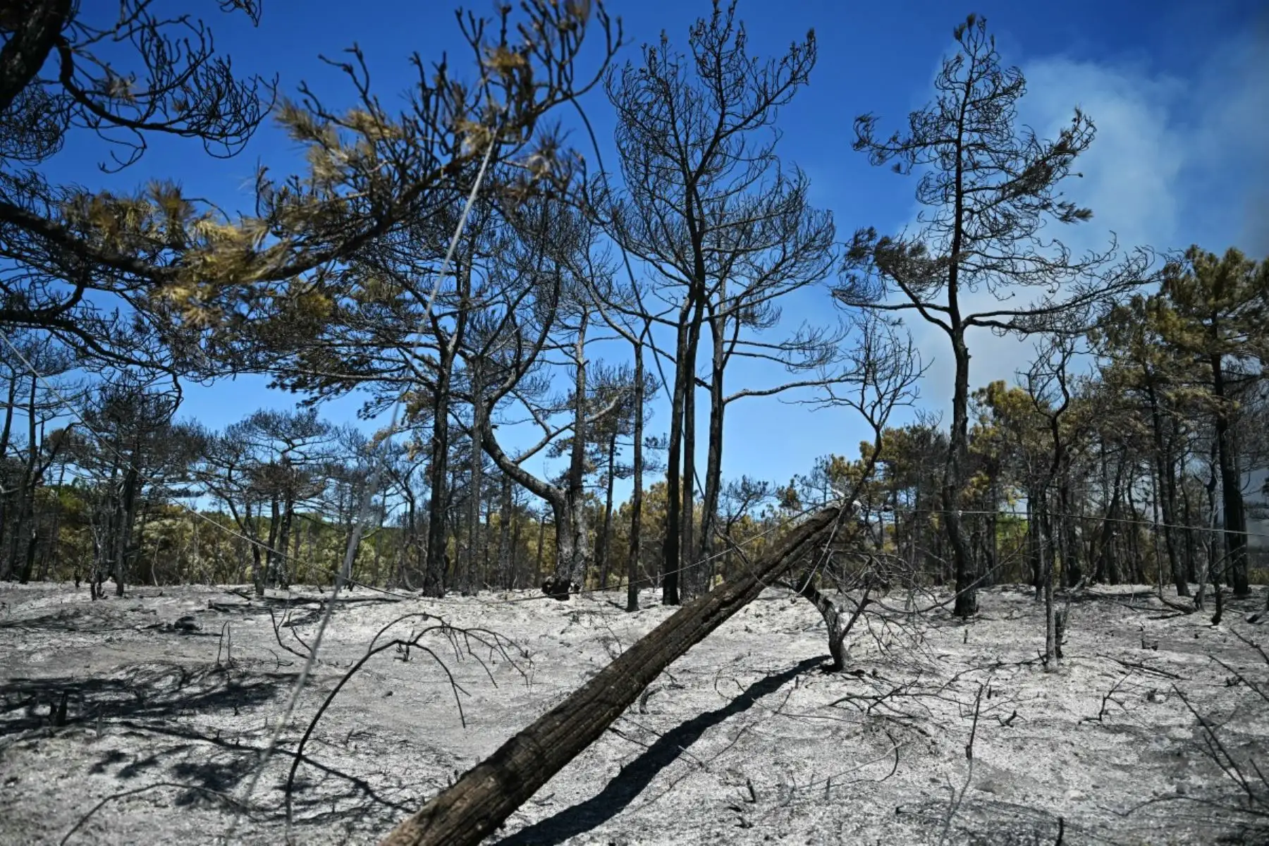 Esta fotografía muestra un bosque quemado mientras un incendio forestal arrasa el departamento de Hérault, en el sur de Francia, y 700 bomberos, apoyados por aeronaves especiales, luchan por controlar un incendio "gigantesco" en el cercano departamento de Pirineos Orientales, cerca de la ciudad de Carlencas-et-Levas, el 6 de julio de 2026. Foto: AFP