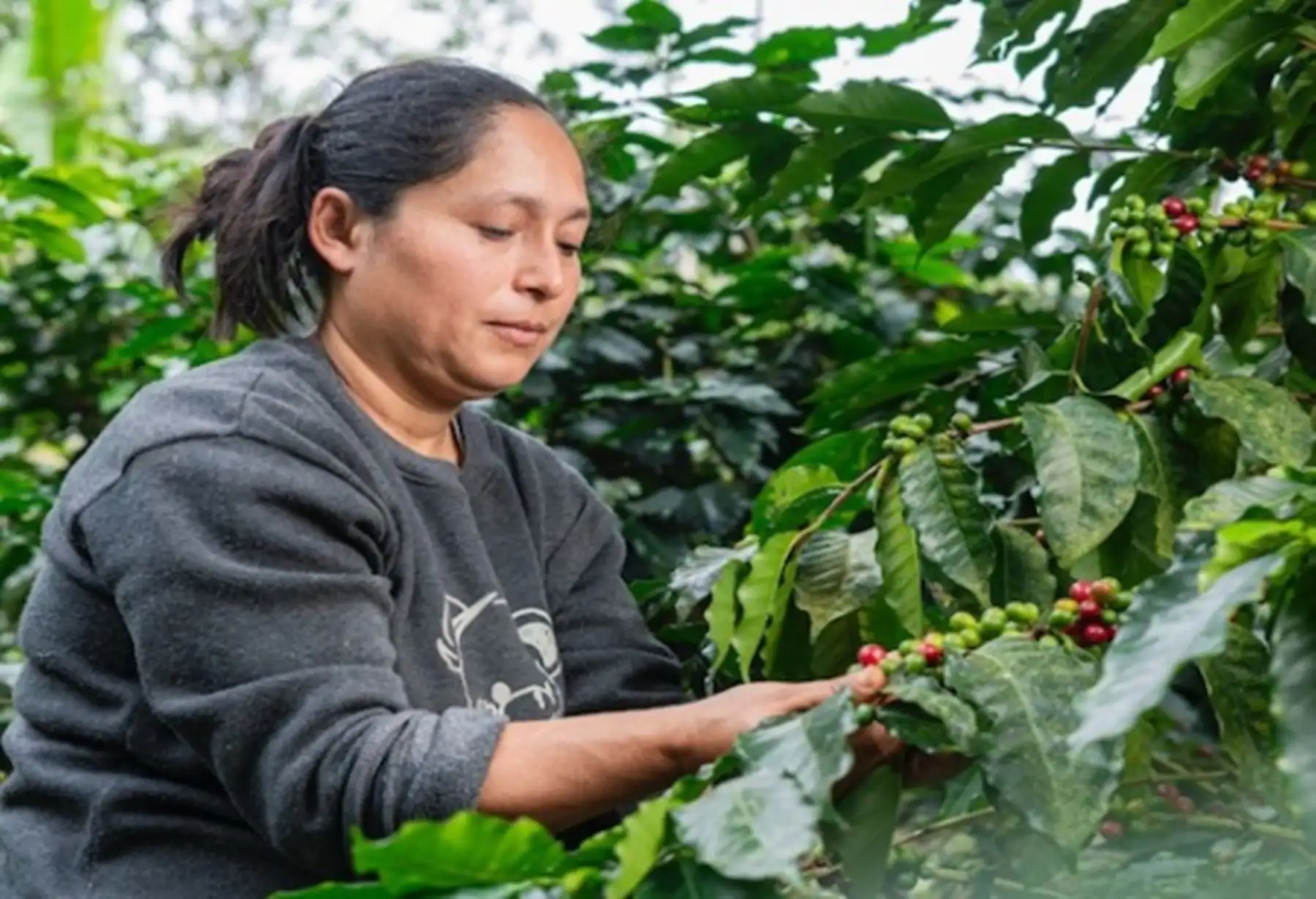 Perú medirá por primera vez financiamiento del sector financiero a iniciativas sostenibles