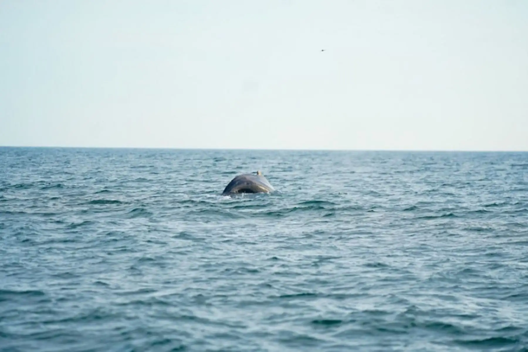 En Piura inician esperada temporada de avistamiento de ballenas 2026