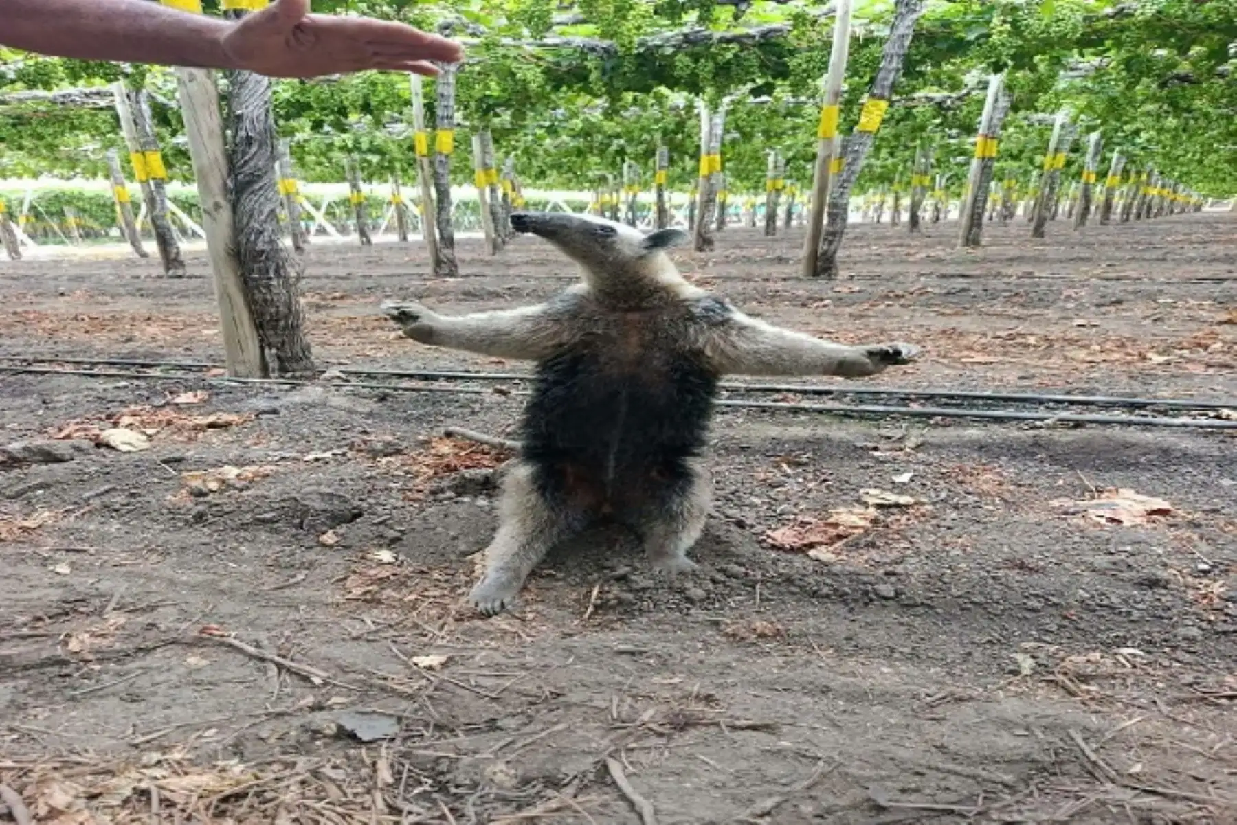 Lambayeque: oso hormiguero apareció en campos de uva de chongoyape y fue puesto a salvo