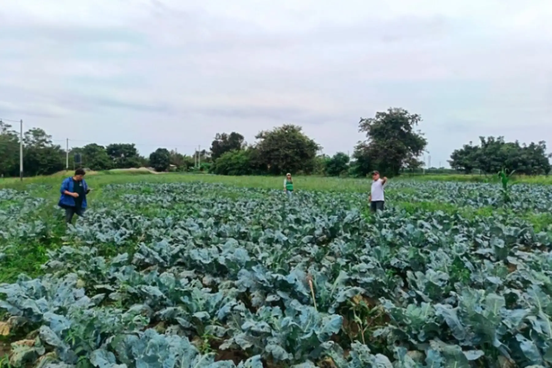 La Libertad: seguro agrícola catastrófico benefició a un aproximado de 735 agricultores