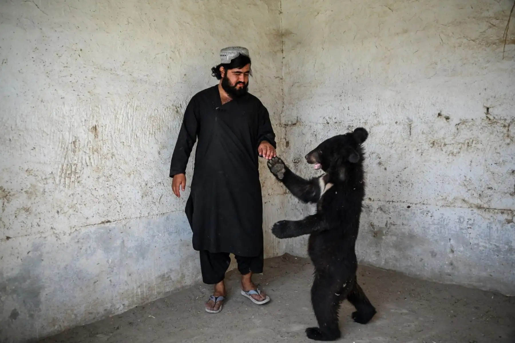 Un cuidador de zoológico afgano interactúa con una cría de oso perezoso dentro de un recinto en un zoológico y centro de cría en Kandahar el 9 de julio de 2026. (Foto de Sanaullah SEIAM / AFP)