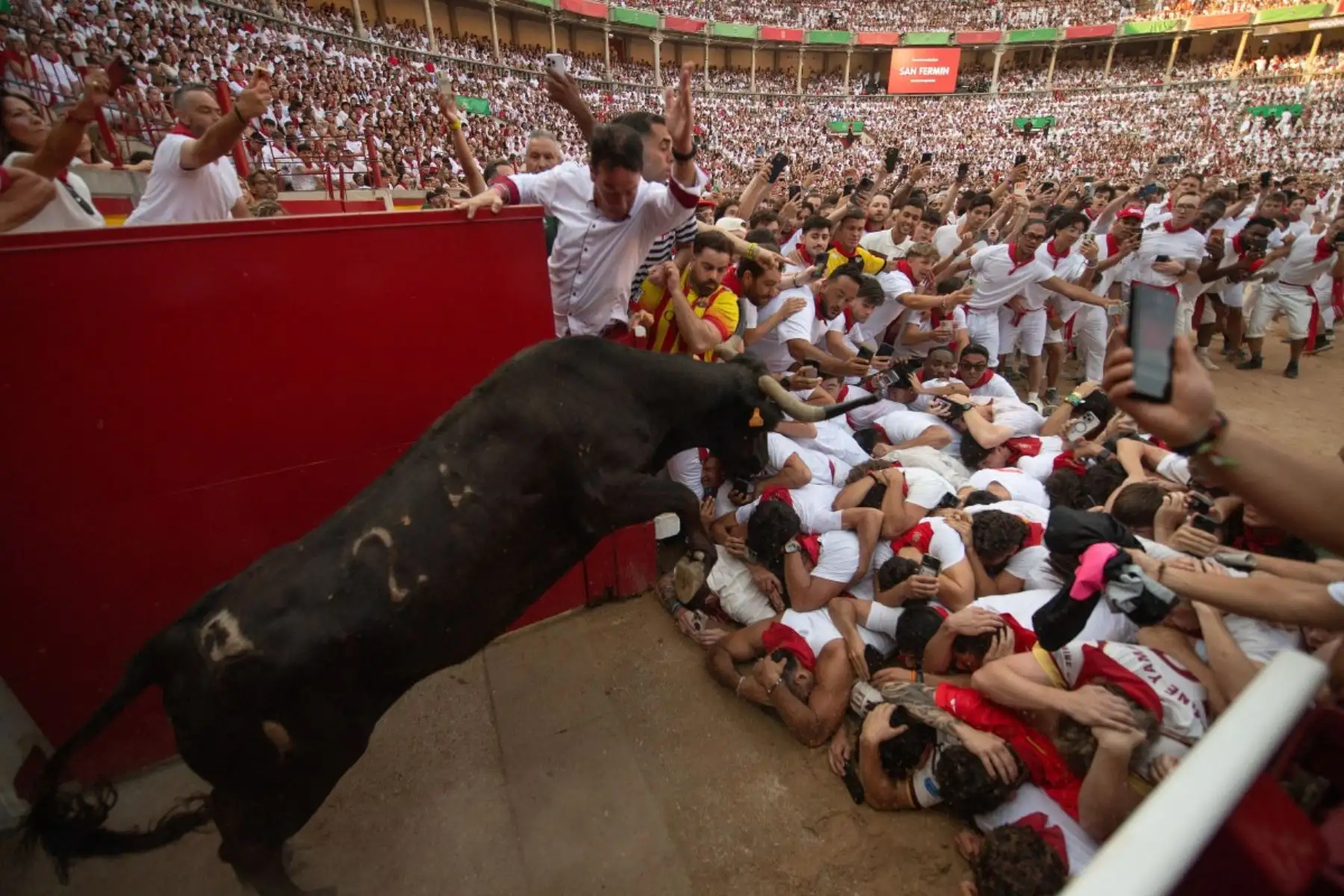Una novilla, o vaca joven, salta por encima de los participantes en la plaza de toros mientras corren e intentan esquivar al animal después del segundo encierro de las fiestas de San Fermín en Pamplona, ​​al norte de España, el 8 de julio de 2026. Foto: AFP