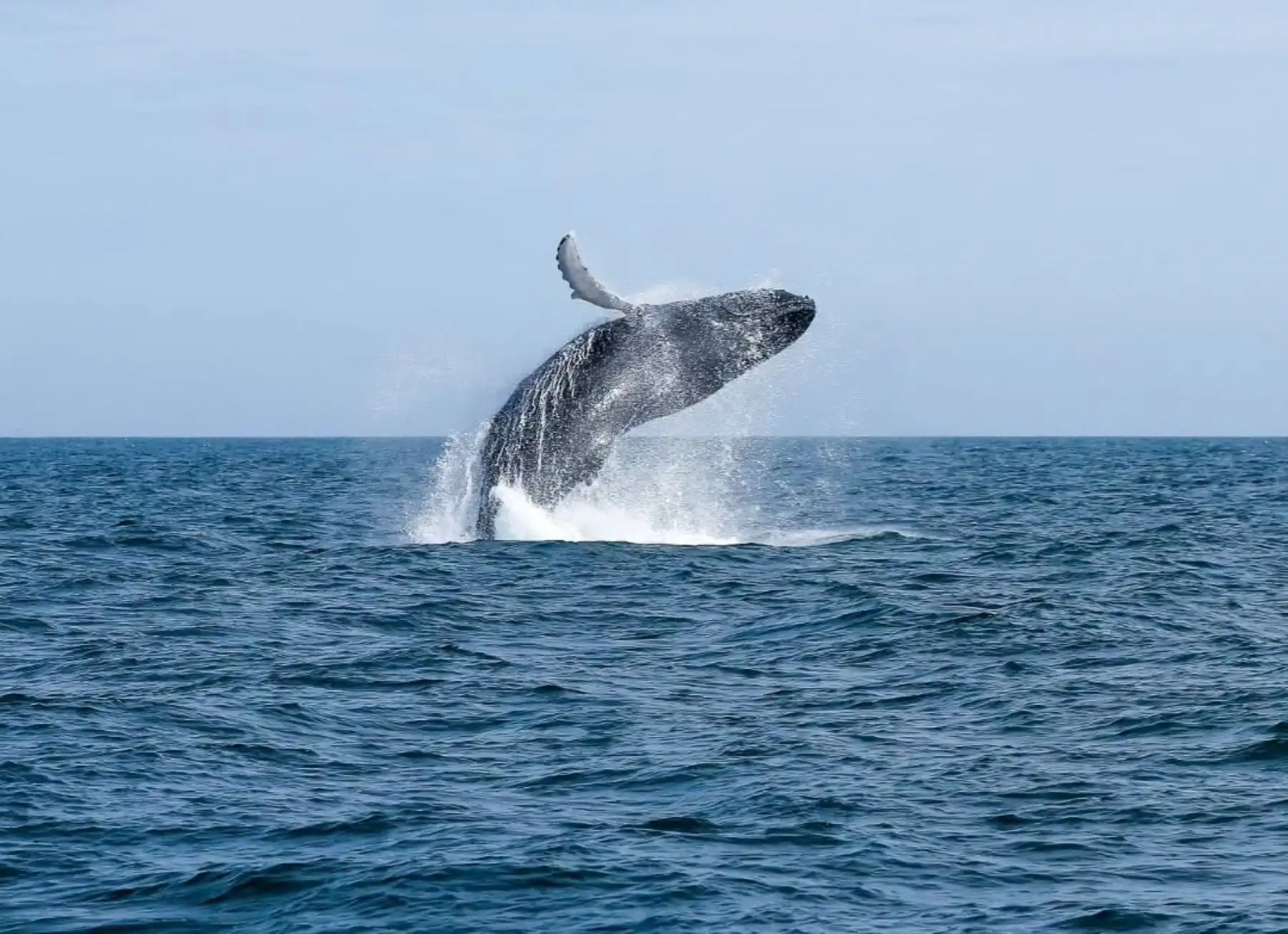 Perú es referente del turismo de naturaleza con la temporada de avistamiento de ballenas