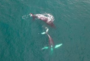 La temporada de avistamiento de ballenas jorobadas es una de las actividades que impulsa la economía y el turismo en Tumbes. Para este feriado largo por Fiestas Patrias se espera la visita de más de 15,000 turistas. ANDINA/Difusión