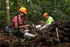 En el Perú, la recolección de castaña se concentra principalmente en la región Madre de Dios. Foto: WWF/Difusión.