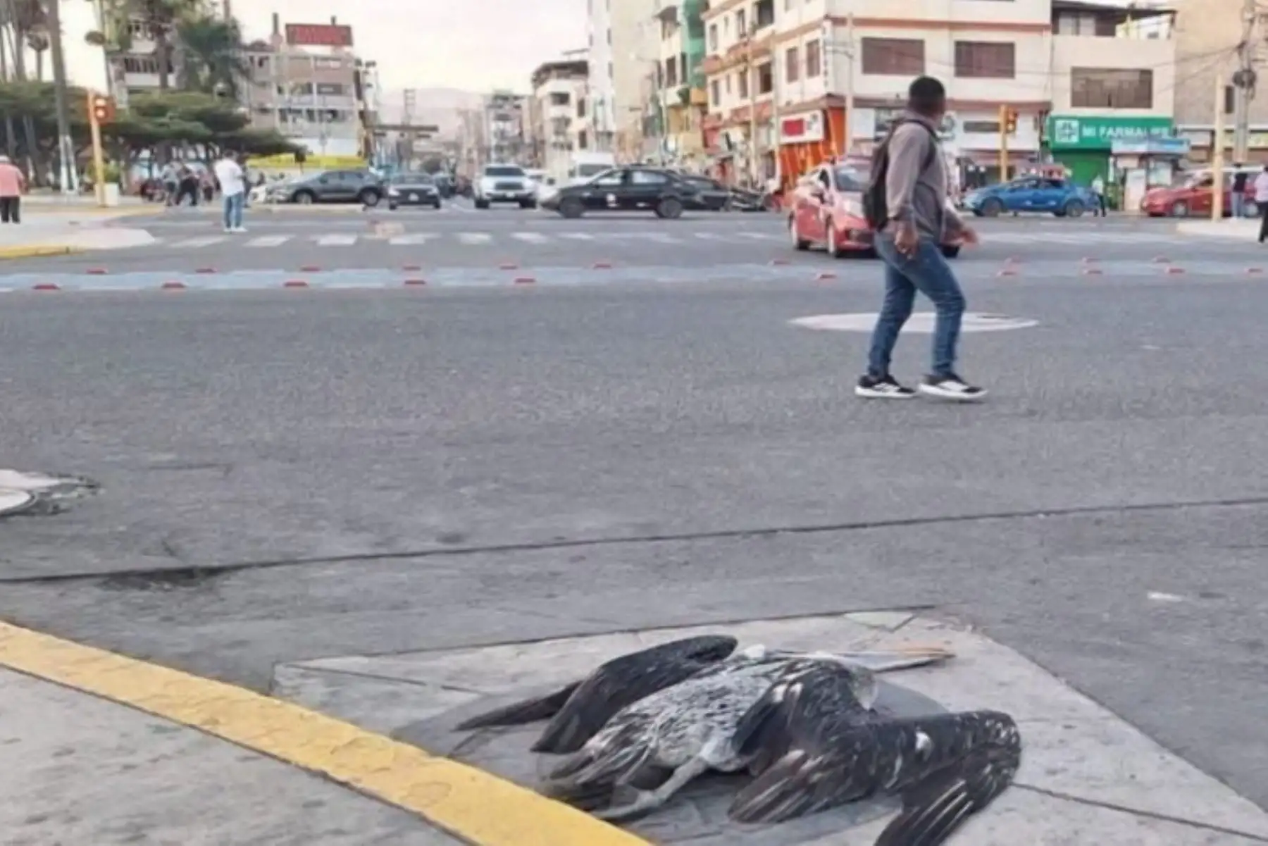 Áncash: autoridades refuerzan medidas ante creciente mortandad de pelícanos en Chimbote