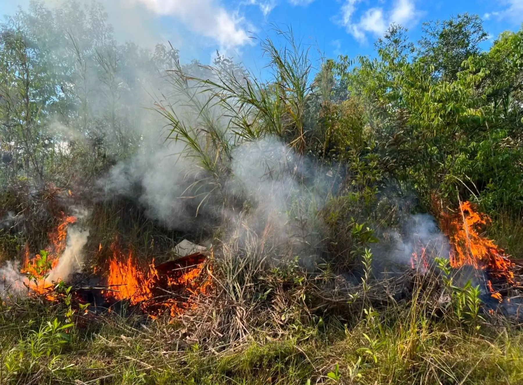 Pasco: incendios forestales arrasan con 6 hectáreas de cultivos en Oxapampa y Paucartambo