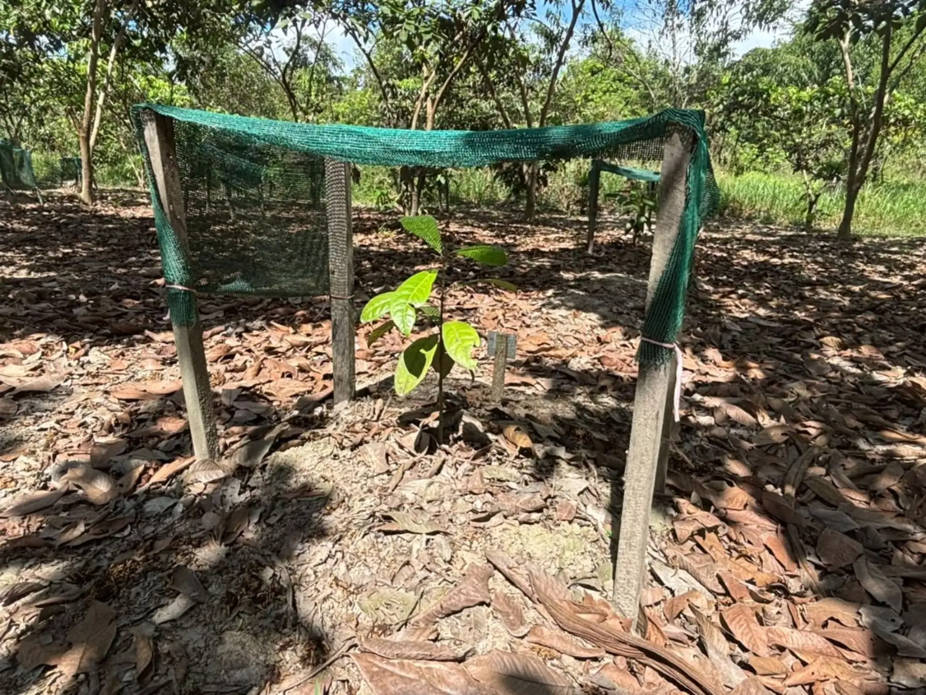 Ucayali: impulsan recuperación del palo rosa con tecnología y buscan evitar su tala