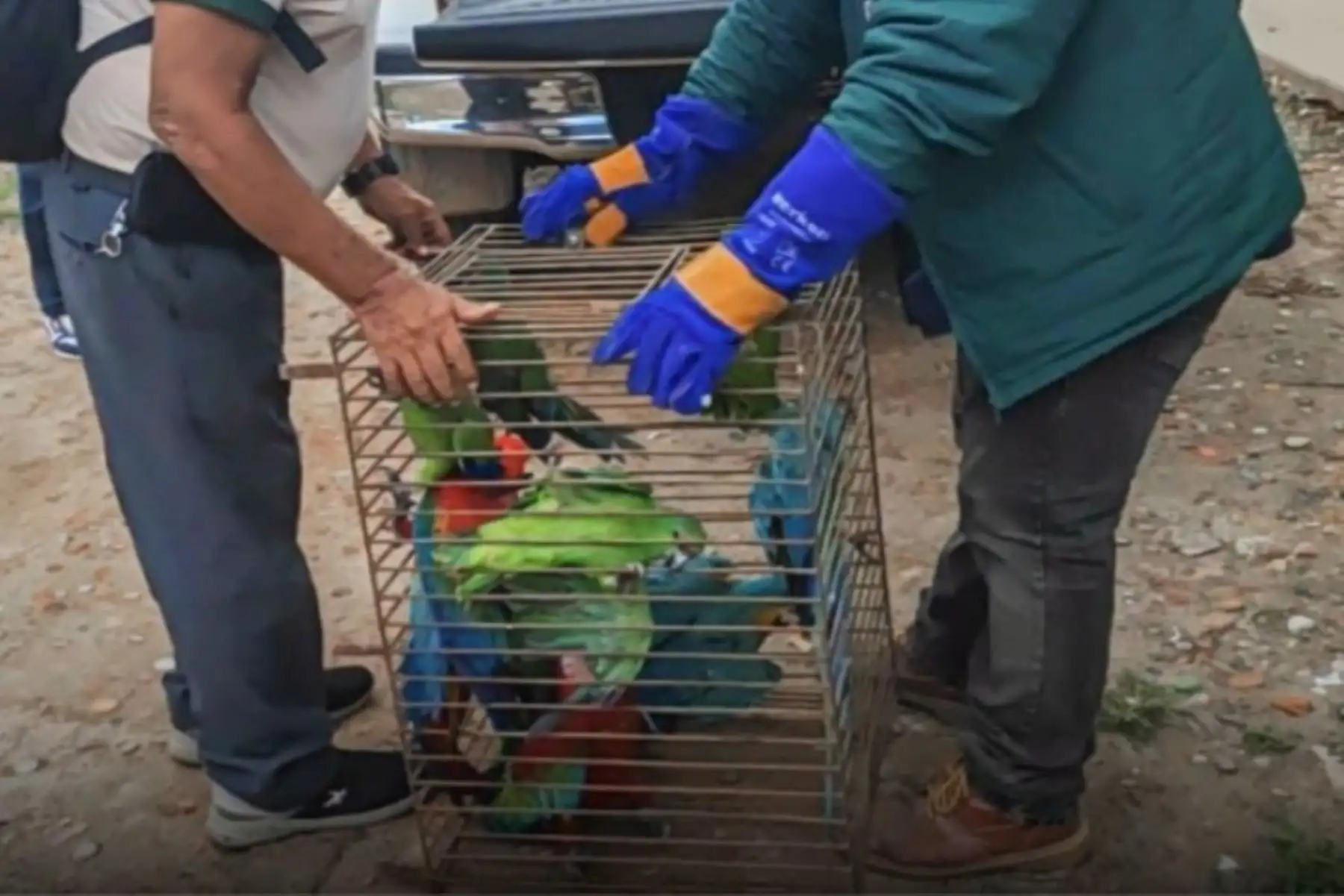 Ucayali: rescatan a 11 aves silvestres hacinadas en una sola jaula