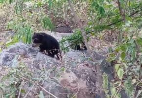 El nacimiento de dos cachorros de oso de anteojos es celebrado en Lambayeque. Este acontecimiento ocurrió en la Reserva Ecológica Chaparrí. ANDINA/Difusión