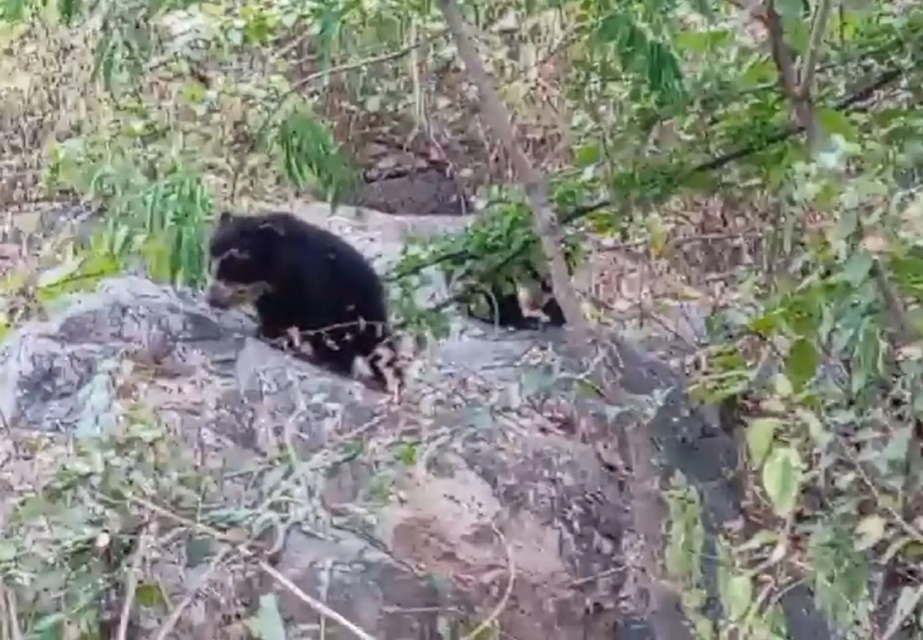 Lambayeque: nacen dos cachorros de oso de anteojos y reviven esperanzas de conservación