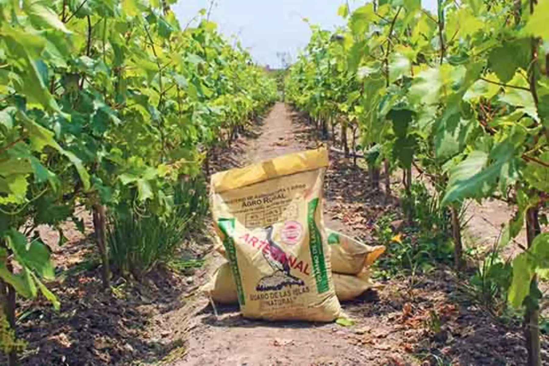 Agro: Midagri comercializará 340,000 sacos de guano a más de 29,000 familias productoras