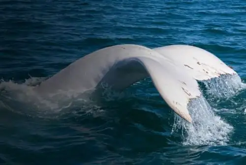 Avistan nuevamente a Suru, la inusual ballena jorobada blanca, en Cabo Blanco. Foto: Gustavo Carrasco./Proyecto Cetáceos Perú
