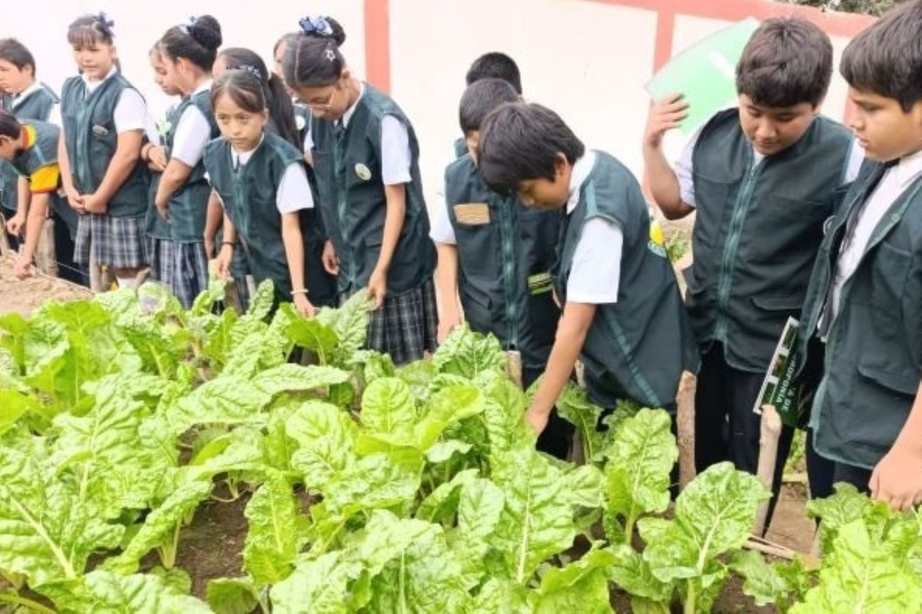 Biohuertos escolares: implementan hidroponía y manejo orgánico en colegio de Ferreñafe