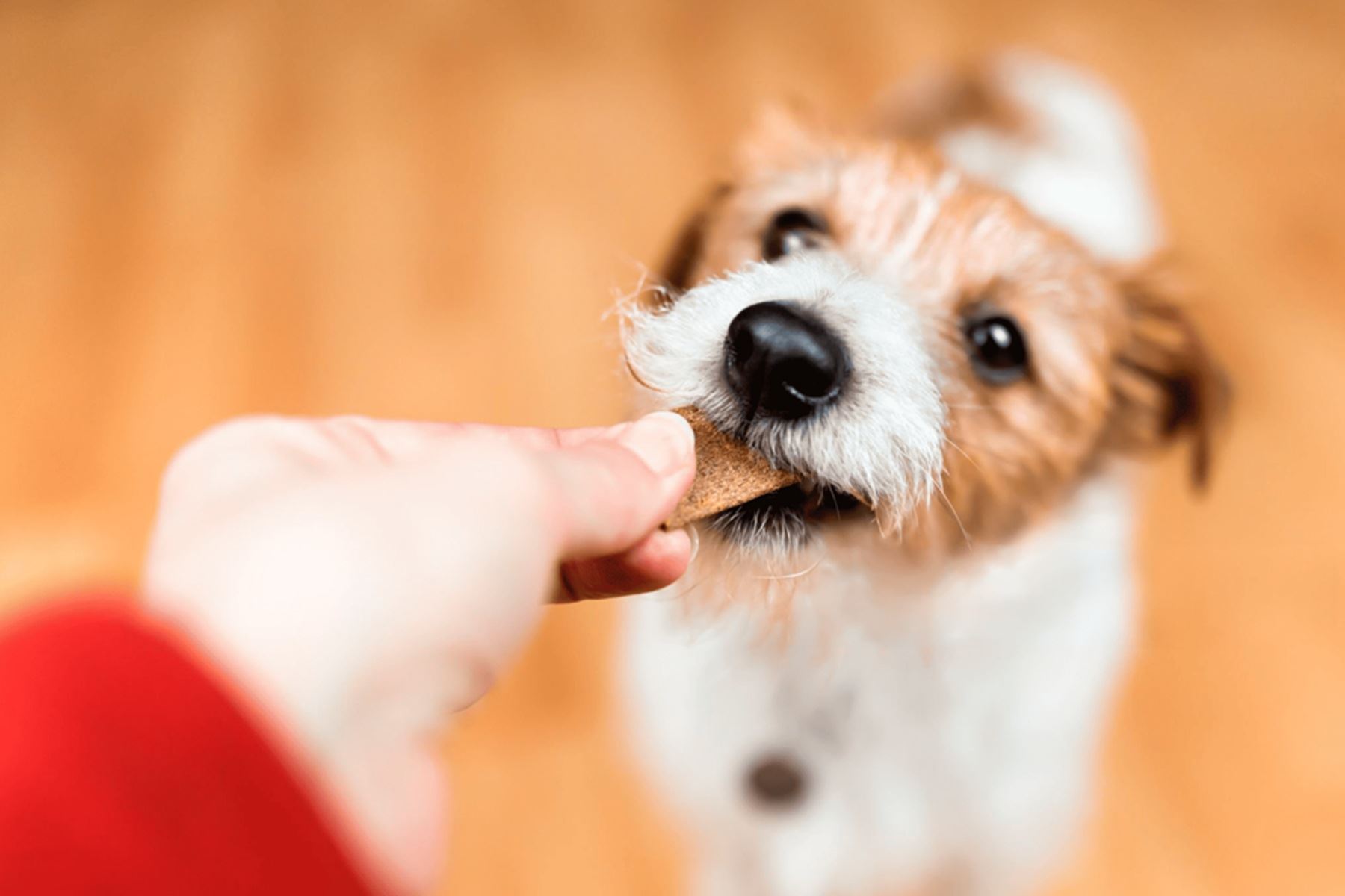Día del Perro: cinco claves para proteger a tu mascota y afrontar cualquier imprevisto