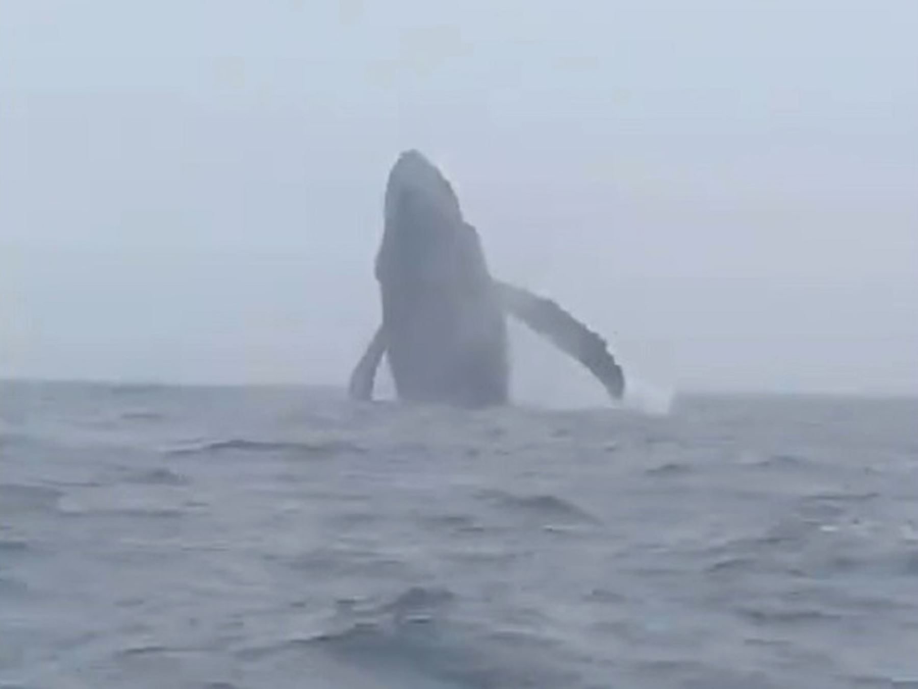 Espectáculo marino en Áncash: avistan el paso de ballenas frente a las costas de Huarmey