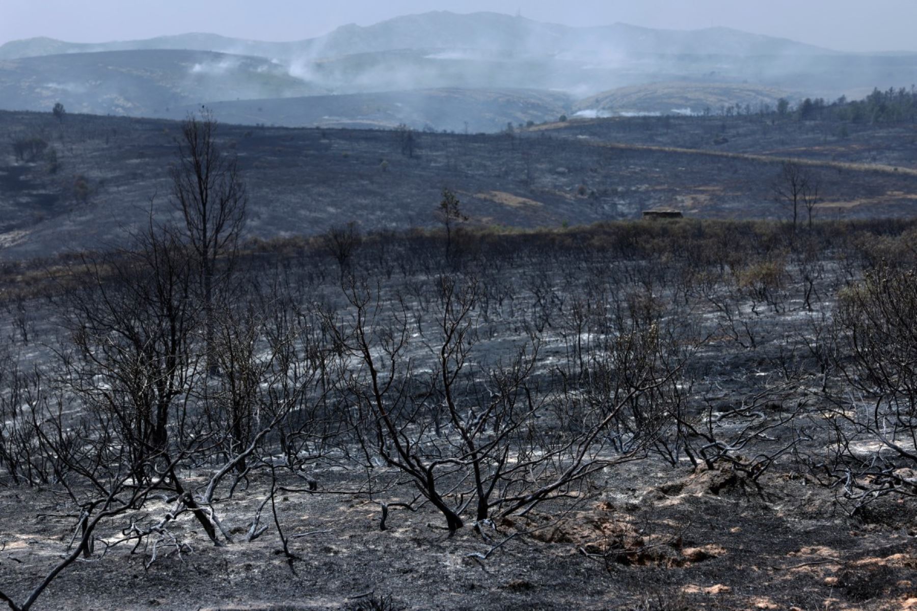 Más de 20,000 personas fueron evacuadas en Le Porge, Francia, por un incendio que afectó 4,800 hectáreas, mientras España reporta más de 10,000 evacuados en Madrid y 32,000 hectáreas arrasadas en Guadalajara. En los últimos días, al menos tres bomberos murieron durante la emergencia que golpea al sur de Europa. Foto: ANDINA/AFP.