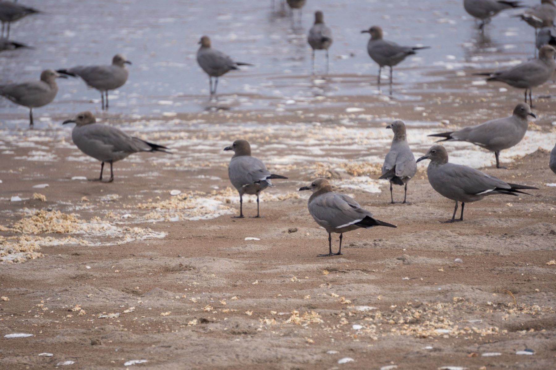 El Niño Costero: Serfor refuerza monitoreo de la fauna marino-costera en Tacna y Moquegua