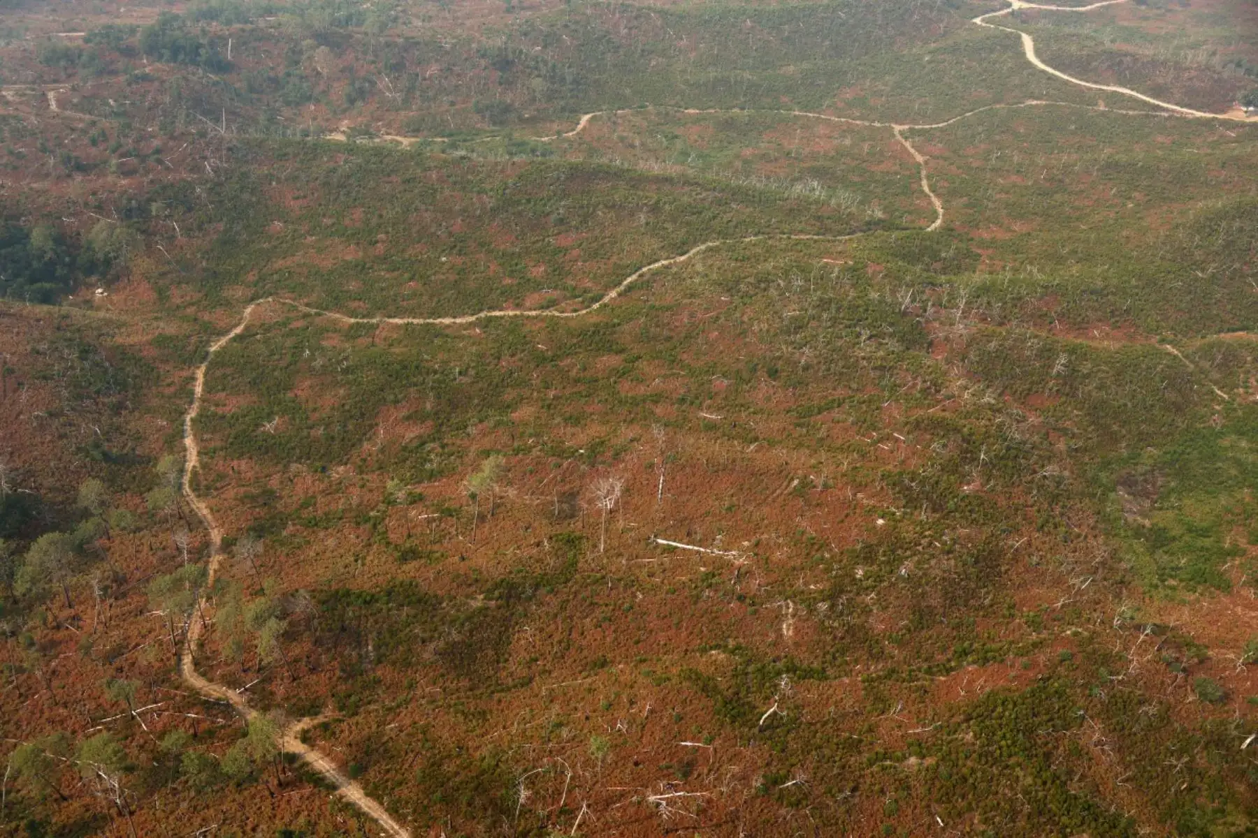 Esta fotografía aérea muestra una vista de la parte del bosque que fue devastada por un incendio forestal en el verano de 2022 entre la Duna de Pilat y La Teste-de-Buch el 24 de julio de 2026. (Foto de ROMAIN PERROCHEAU / AFP)