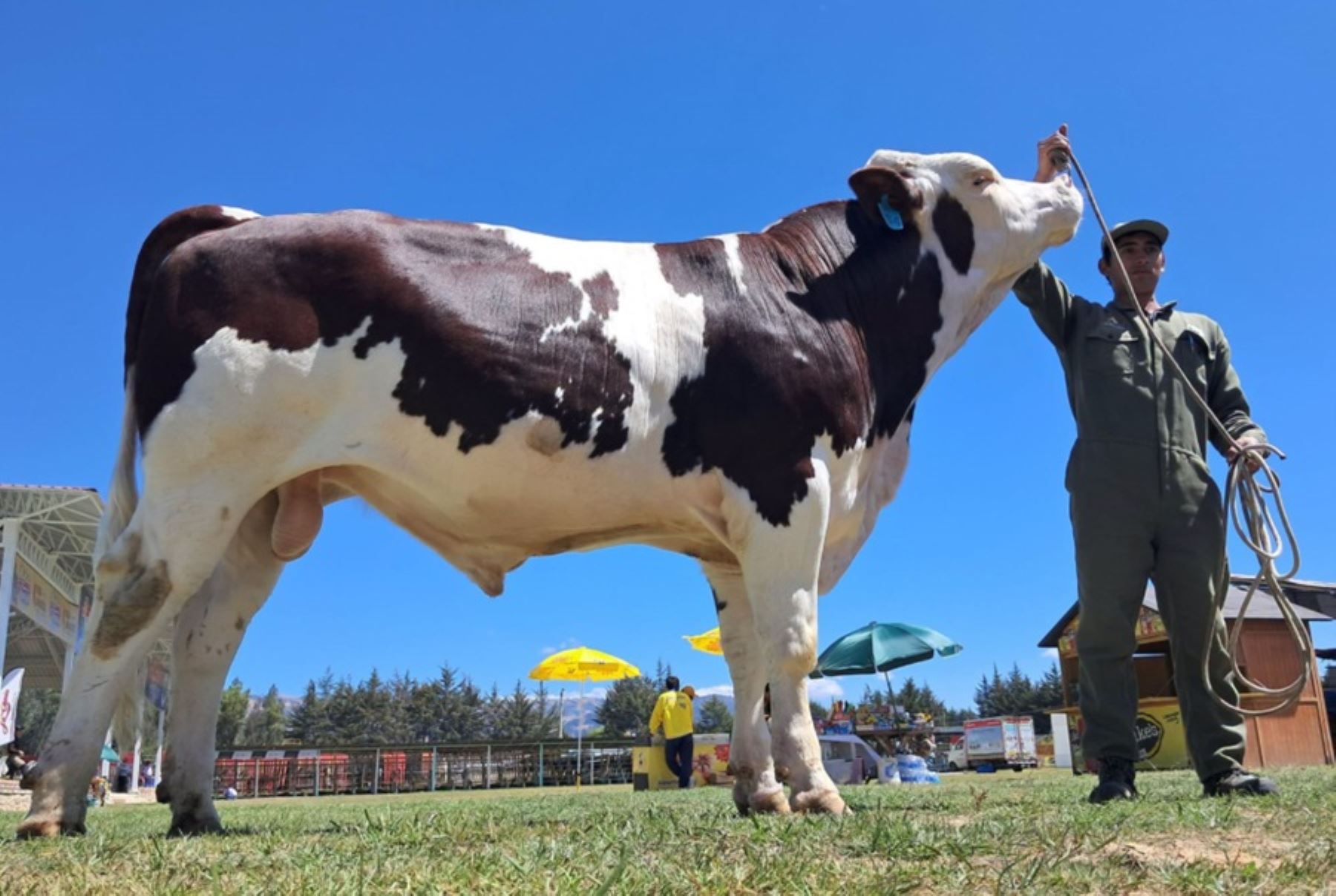 Cajamarca: ganado reproductor de alta calidad genética es la atracción de Feria Fongal