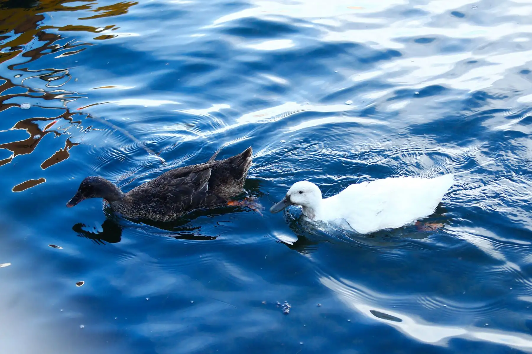 La laguna Pacucha de Apurímac es uno de los principales atractivos de la región, fuera de su capital Andahuaylas. Muchos turistas suelen pasear por la laguna en bote, apreciar el paisaje y la fauna silvestre que ahí habita, y de paso disfrutar de la gastronomía del lugar y visitar el sitio arqueológico de Sóndor que se ubica muy cerca. Foto: ANDINA/Daniel Bracamonte