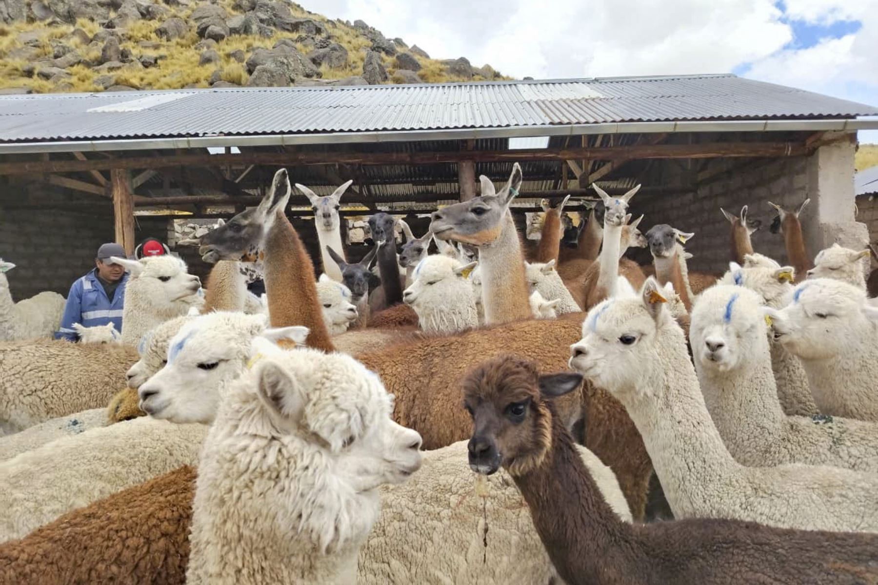 El Ministerio de Desarrollo Agrario y Riego (Midagri), a través de Agro Rural, culminó la entrega de 2,500 kits de aplicación foliar en 14 regiones del país, como parte del Plan Multisectorial ante Heladas y Friaje (PMHF) 2026. La intervención busca fortalecer el estado nutricional de los cultivos, mejorar su resistencia y contribuir a su recuperación frente a las bajas temperaturas. Foto: Midagri