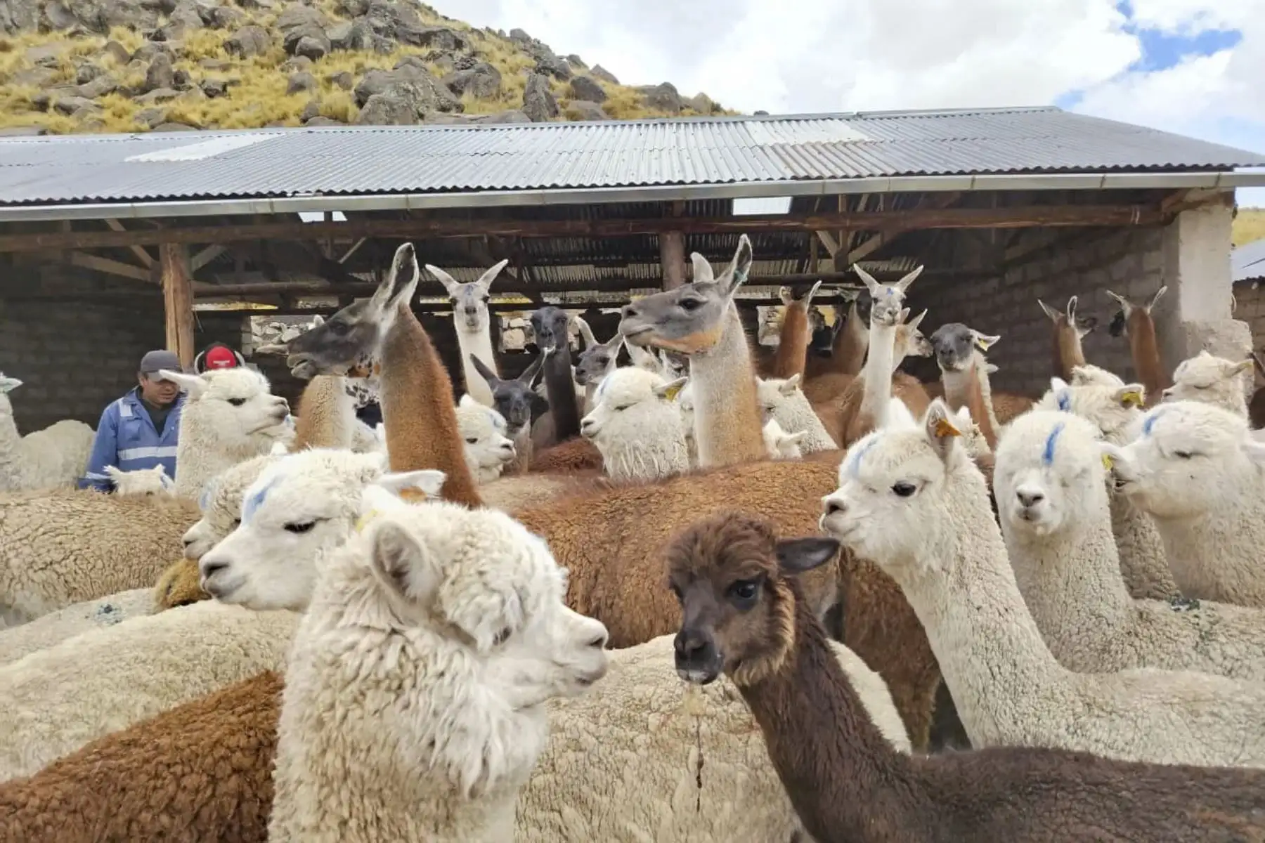 El Ministerio de Desarrollo Agrario y Riego (Midagri), a través de Agro Rural, culminó la entrega de 2,500 kits de aplicación foliar en 14 regiones del país, como parte del Plan Multisectorial ante Heladas y Friaje (PMHF) 2026. La intervención busca fortalecer el estado nutricional de los cultivos, mejorar su resistencia y contribuir a su recuperación frente a las bajas temperaturas. Foto: Midagri