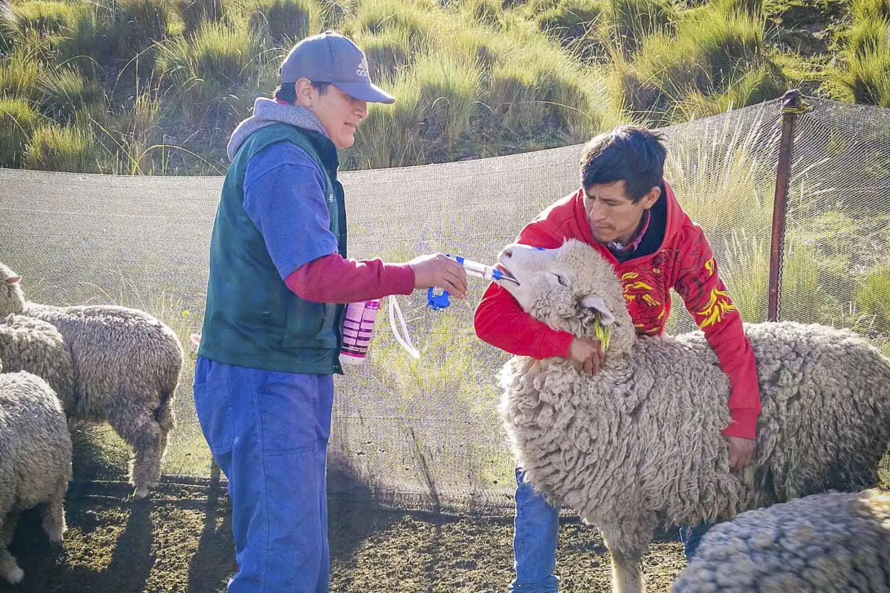 El Ministerio de Desarrollo Agrario y Riego (Midagri), a través de Agro Rural, culminó la entrega de 2,500 kits de aplicación foliar en 14 regiones del país, como parte del Plan Multisectorial ante Heladas y Friaje (PMHF) 2026. La intervención busca fortalecer el estado nutricional de los cultivos, mejorar su resistencia y contribuir a su recuperación frente a las bajas temperaturas. Foto: Midagri