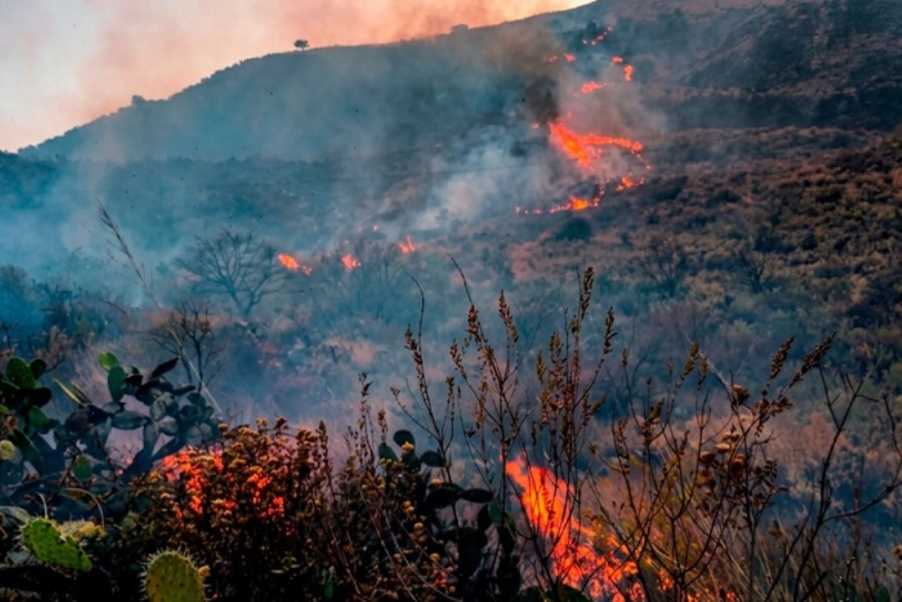 Incendio forestal devasta campo de paltos y pastizales en distrito cusqueño de Limatambo