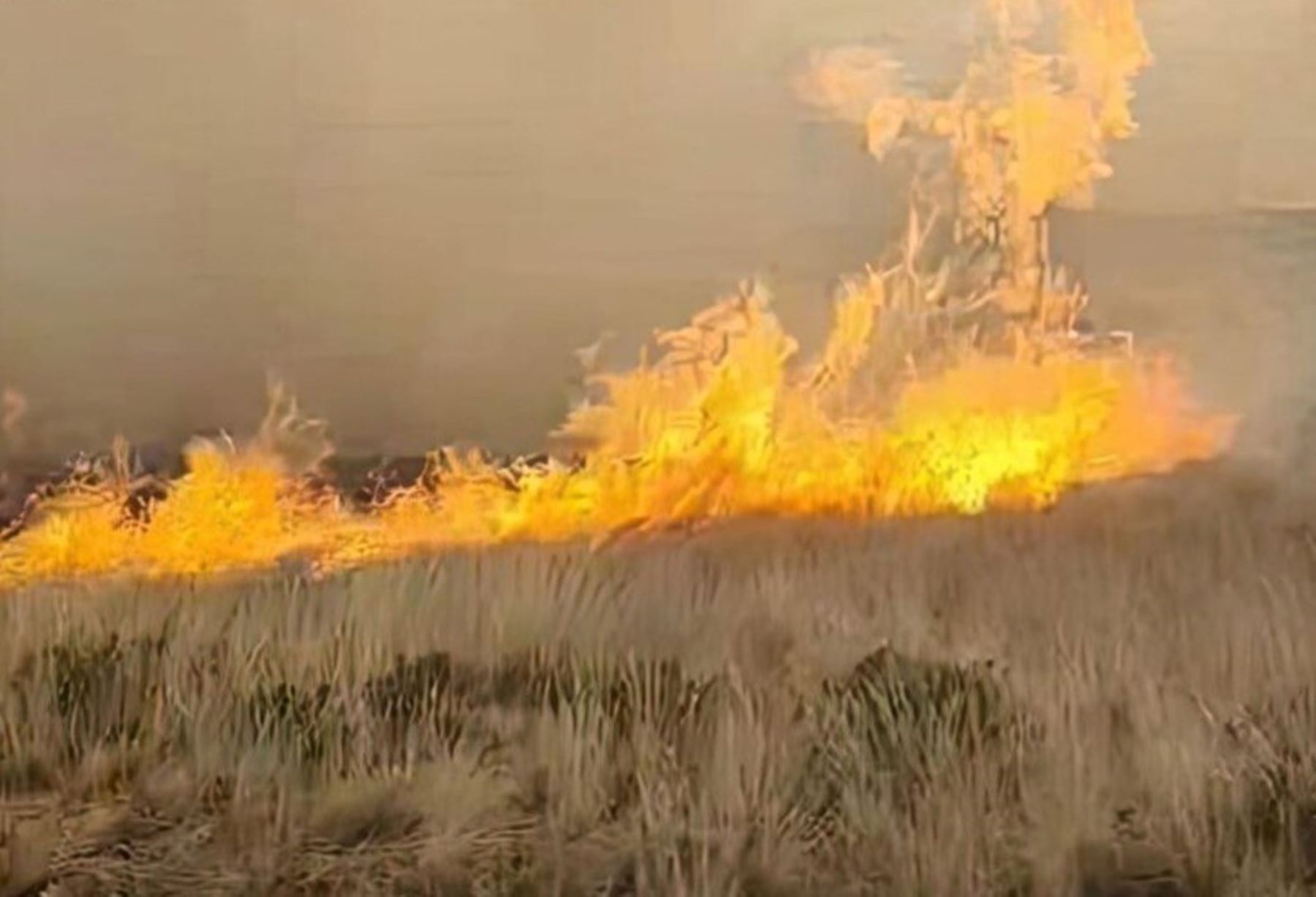 Puno en emergencia por incendio forestal activo que arrasa con pastizales en vía a Mañazo