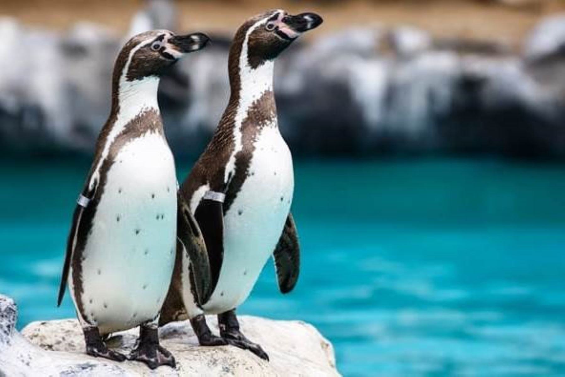 Fiestas Patrias: Parque de las Leyendas te invita a celebrar entre fauna e historia