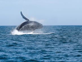 El distrito de Canoas de Punta Sal, región Tumbes, espera recibir más de 30 mil turistas durante la temporada de avistamiento de ballenas, que se extenderá hasta octubre, consolidándose como uno de los principales destinos turísticos del norte del país. ANDINA/Difusión