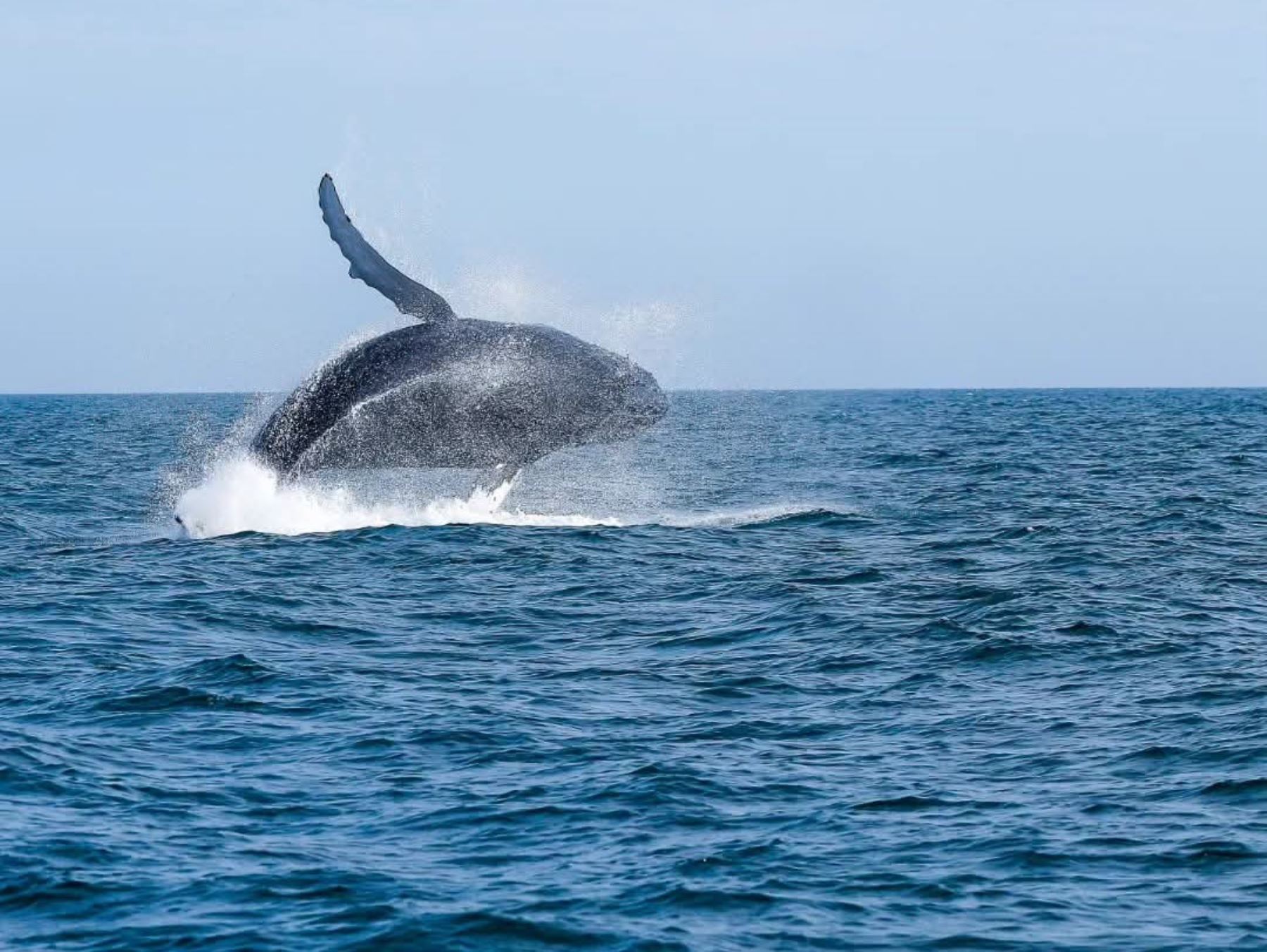 Temporada de avistamiento de ballenas: Tumbes espera visita de 30,000 turistas a Punta Sal